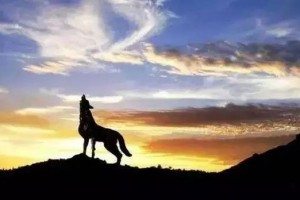 创业,一个从家狗变成狼的过程