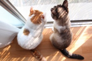 测试用CK播放器播放MP4格式或者M3U8格式!并带播放列表和扣点等权限!